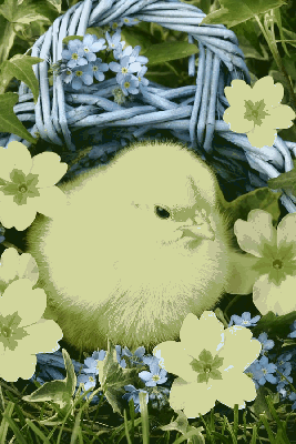 Samotny kurczak wśród kwiatów